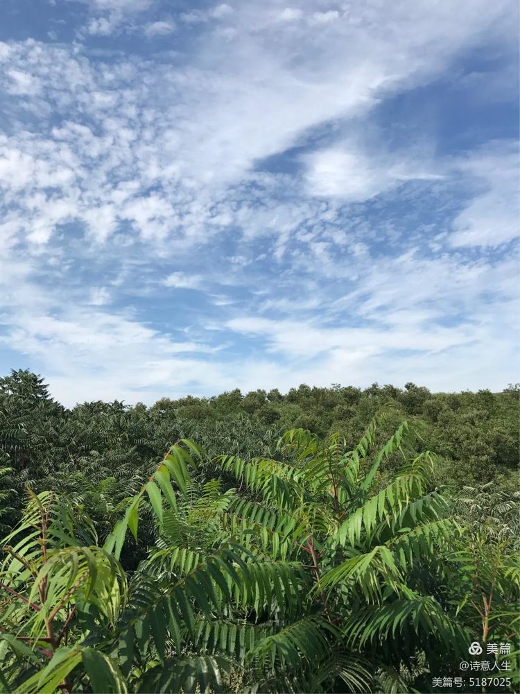 夏日登山汗如泉