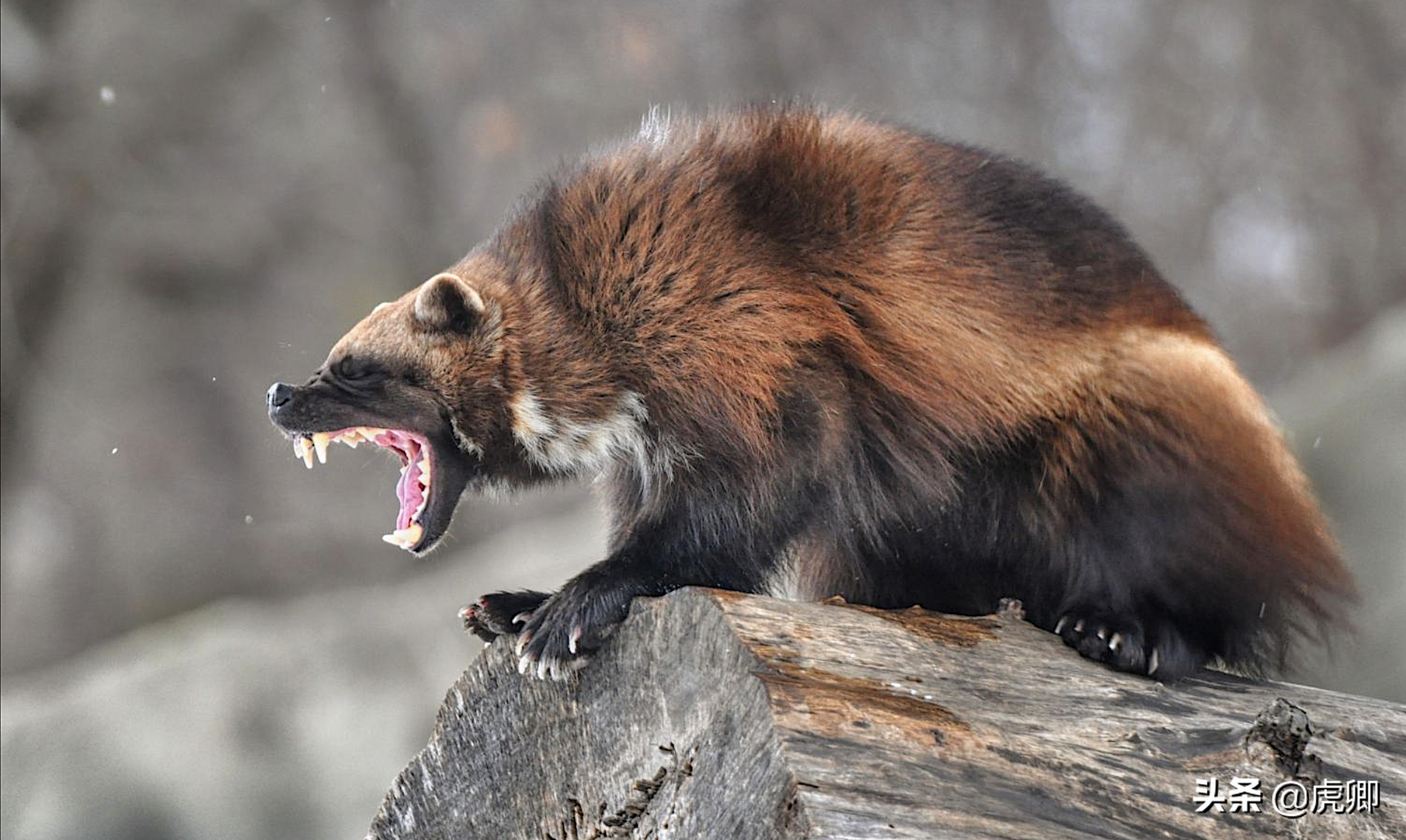 零下50摄氏度下,奔跑50公里吃顿饭,狼獾的拼劲儿比平头哥更狠?