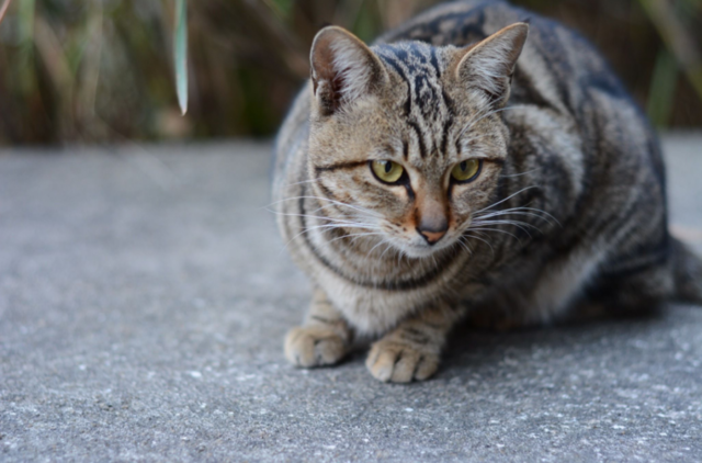 什么宠物猫值钱