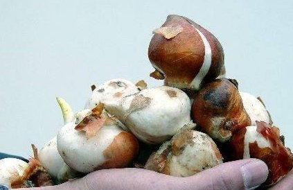 秋季栽培郁金香，注意这些细节，种球不发霉、不烂球
