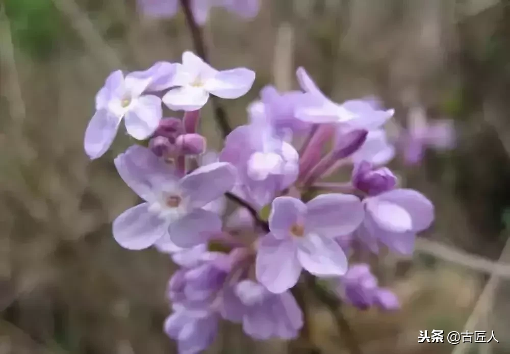 万紫千红的百花汇（百花汇中富含诗意的花）