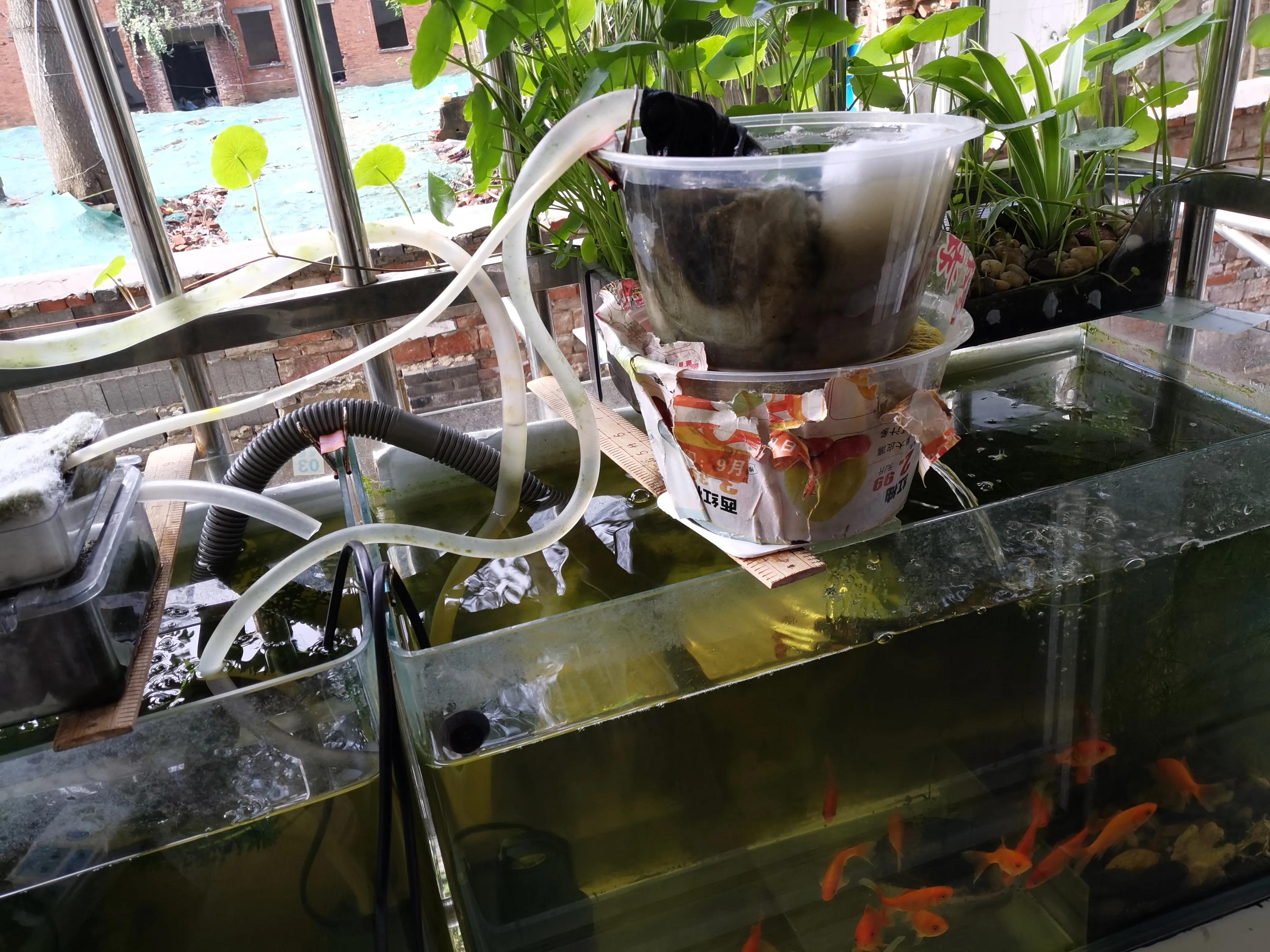 如何用一个水管将2个60的鱼缸变成一个120的鱼缸,简单实用低成本