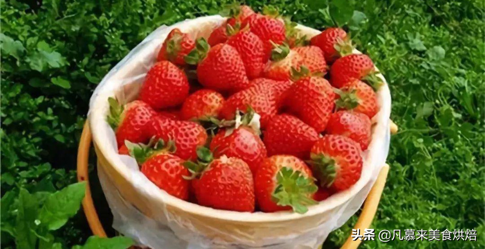 24种常见草莓品种，中国20大草莓产地？哪里的草莓最好吃？