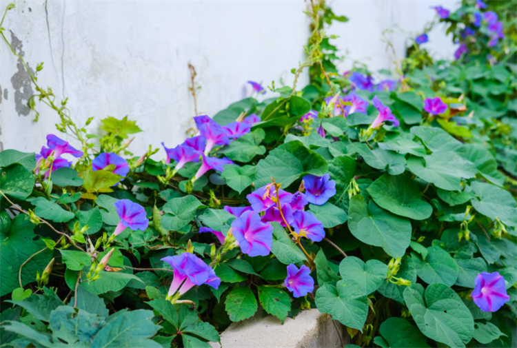 揭秘牵牛花的花语（详解牵牛花代表的意思）