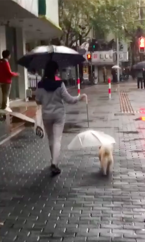 女子下雨天撑了2把伞，路人觉得很好奇，凑近看清后被感动到了
