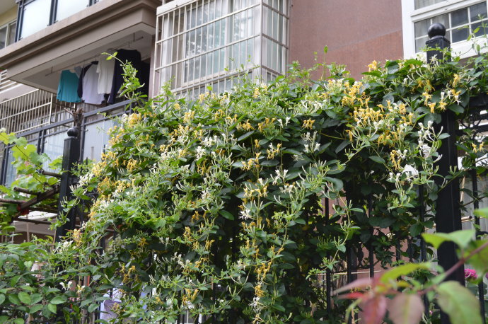 金银花是一种吉祥的花(盘点命里多金的5种花花语)