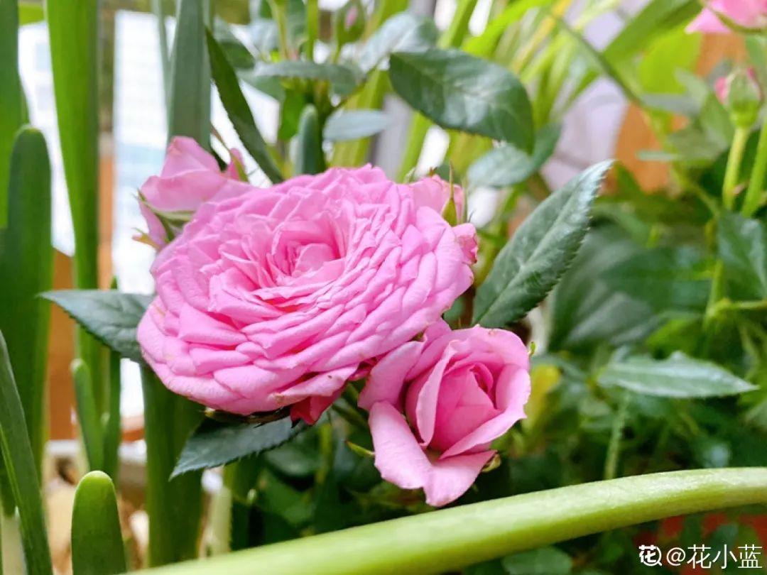 粉花绣线菊的介绍（今年流行的小众植物美而不俗）