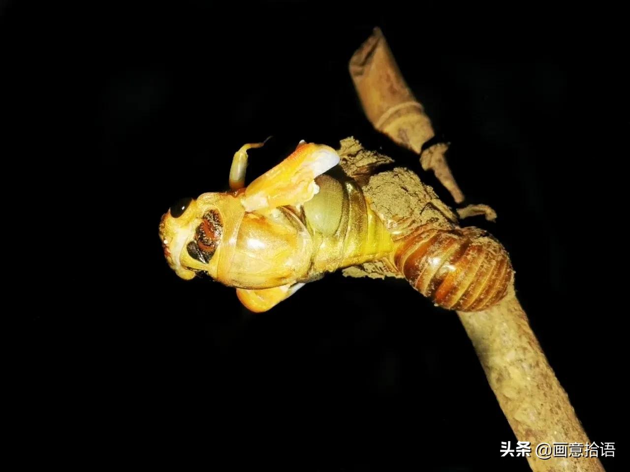 诗词鉴赏｜骄阳炙热昼绵长，树下林荫宜纳凉