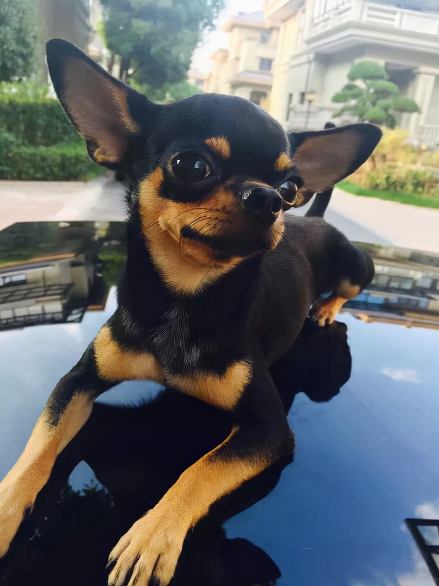 吉娃娃的优缺点,看完再决定要不要养它