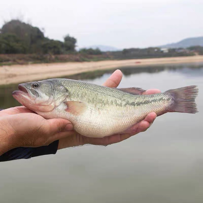 河鲈鱼与海鲈鱼的区别（避开3种鲈鱼肉细味道鲜）