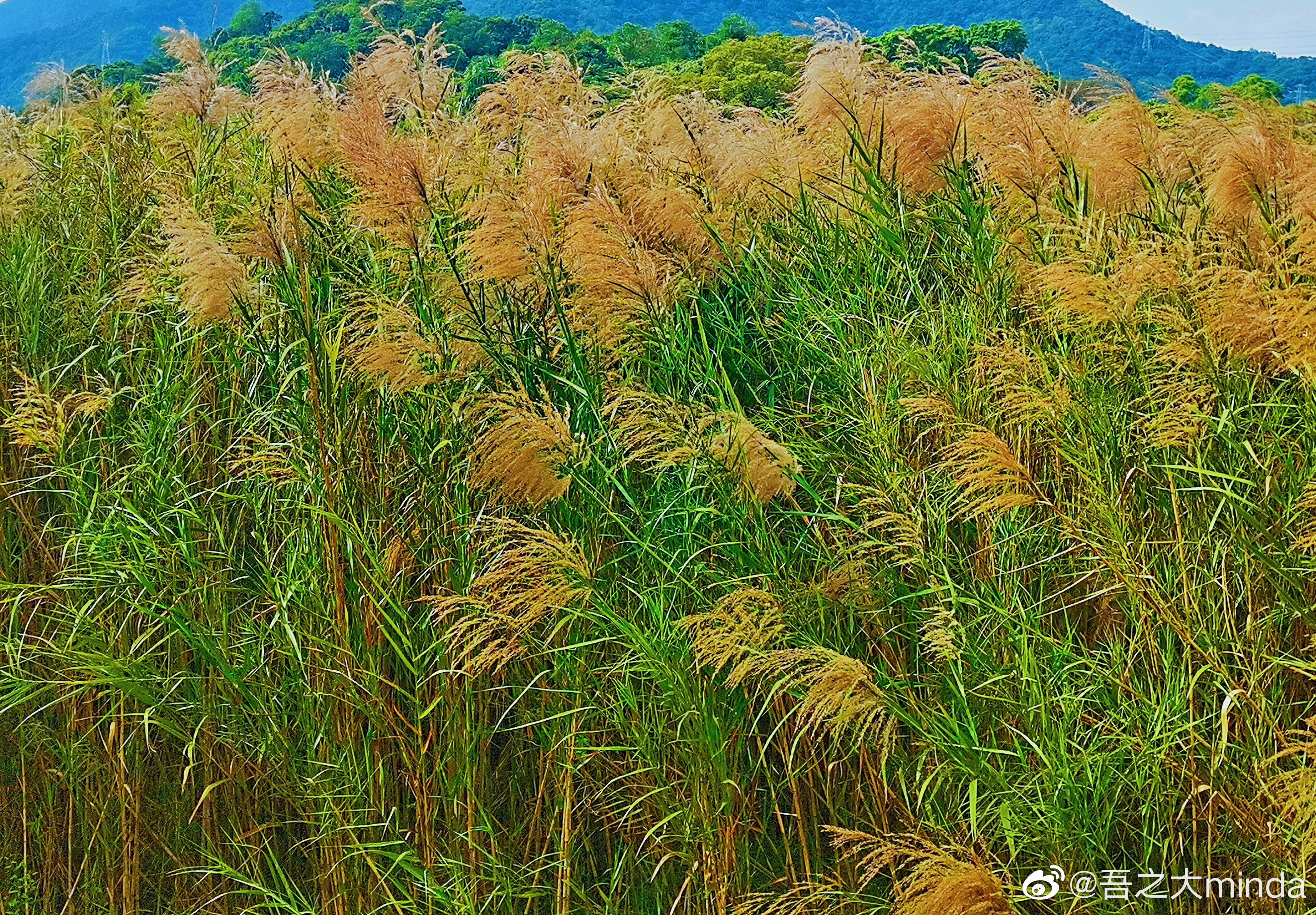 梧桐山下，秋日秋韵