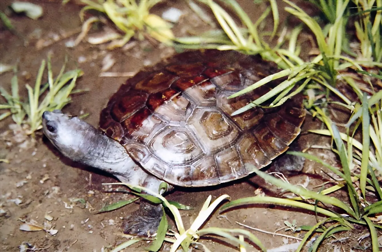 乌龟的种类图片及名称（乌龟的品种图片）