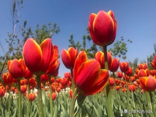 郁金香的花期在什么时候（郁金香的开花时间与养护方法）