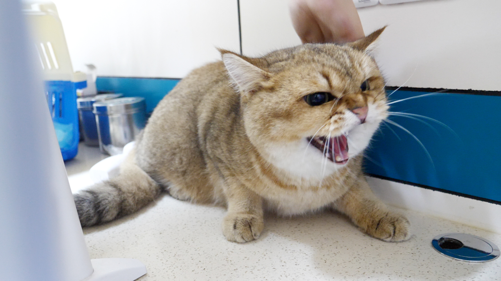 猫咪拉稀怎么办？