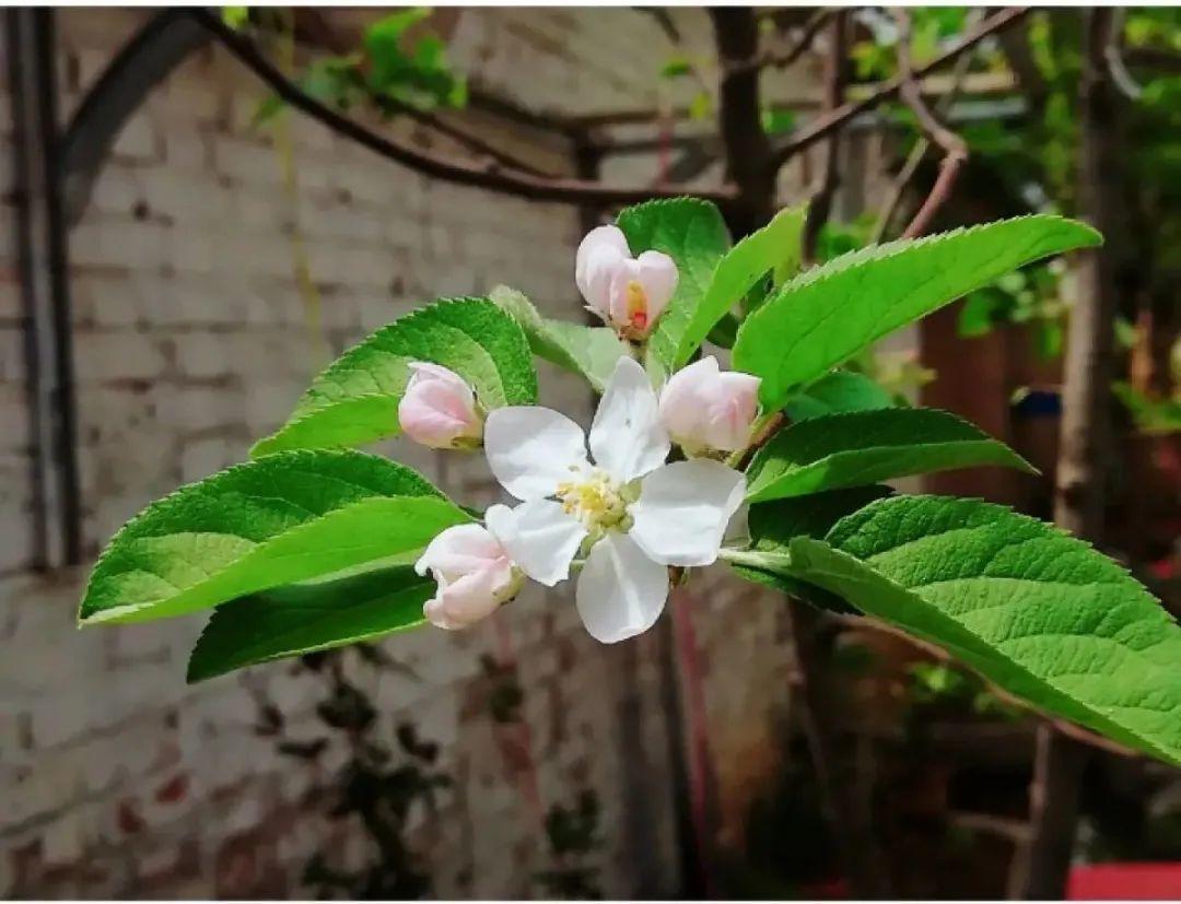 榆叶梅图片果实药用(榆叶梅的果实能吃吗)-花卉知识网