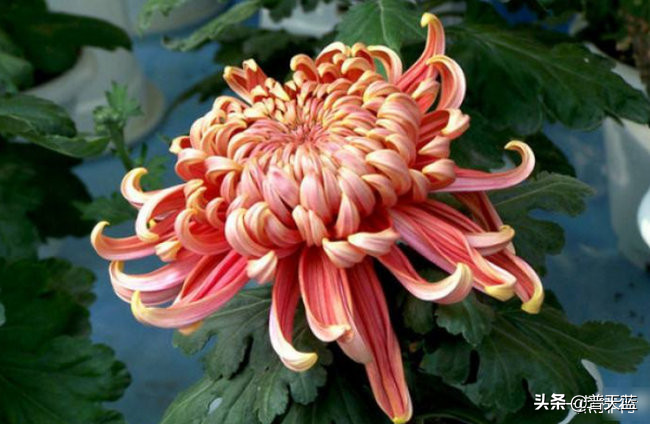 菊花种类大全(食用菊花种类名称及图片大全)