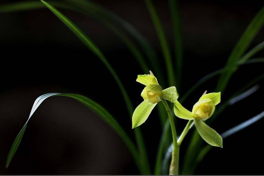 兰花诗词集锦大全及解释(100首最美兰草诗词大全)