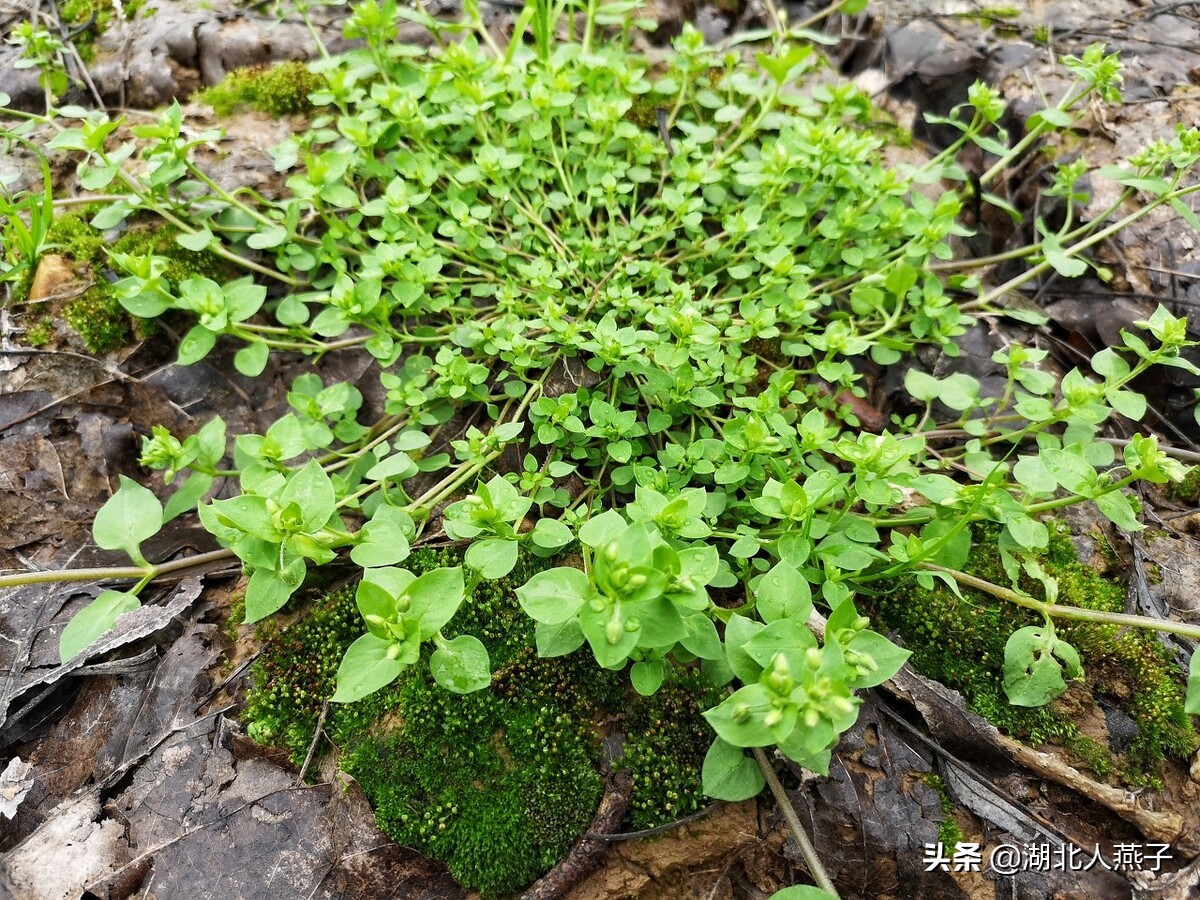 39种野菜图片，教你认识不同的野菜和吃法，你想要的野菜这里都有
