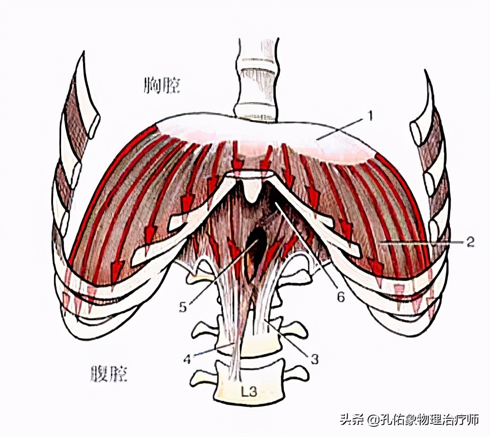 腰椎间盘突出的朋友，为何反复治不好？手术就能解决？告知您内幕