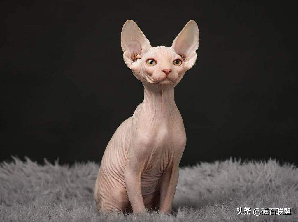 与众不同是它的特点,被称"恶魔猫咪"的它为什么这么招人