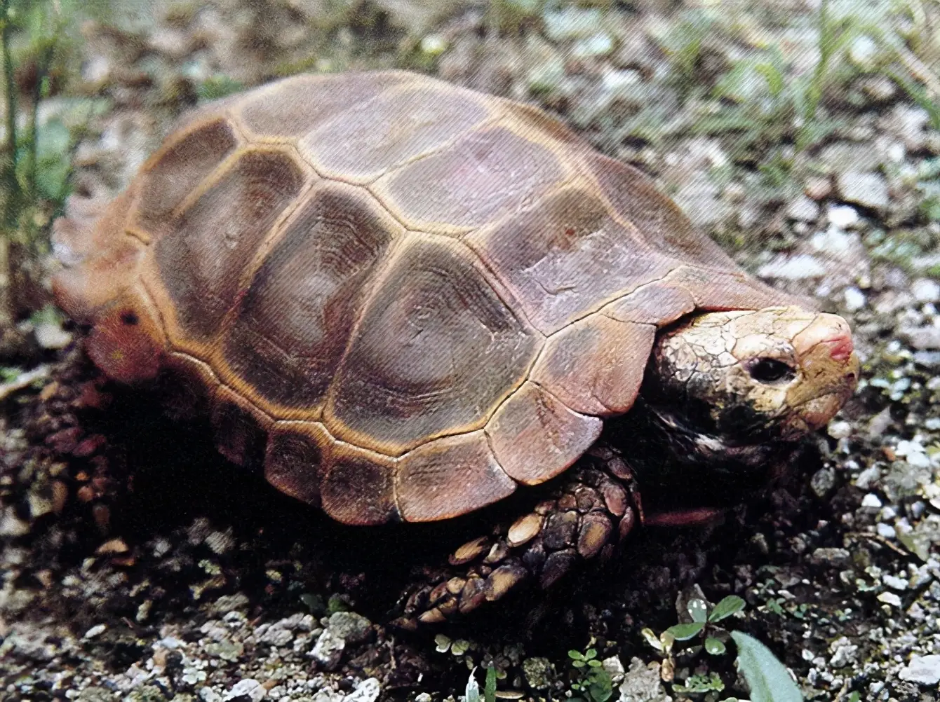 乌龟的种类图片及名称（乌龟的品种图片）