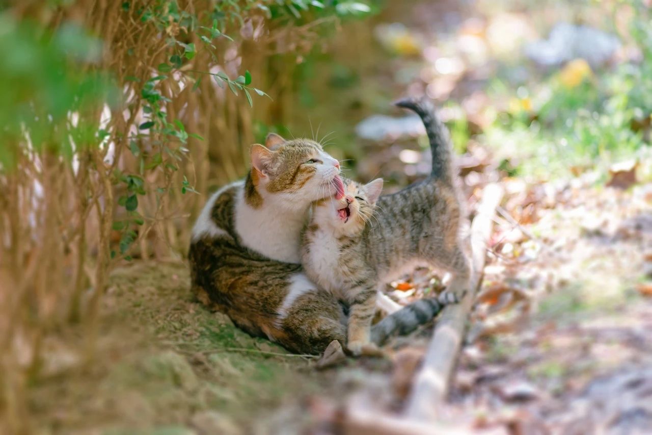 一組溫暖的貓貓母愛圖，願天下母親平安快樂