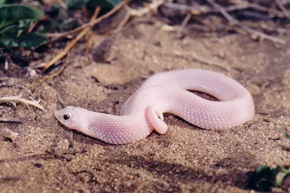 白色蛇是什么蛇(被称作白娘娘的鼠蛇)