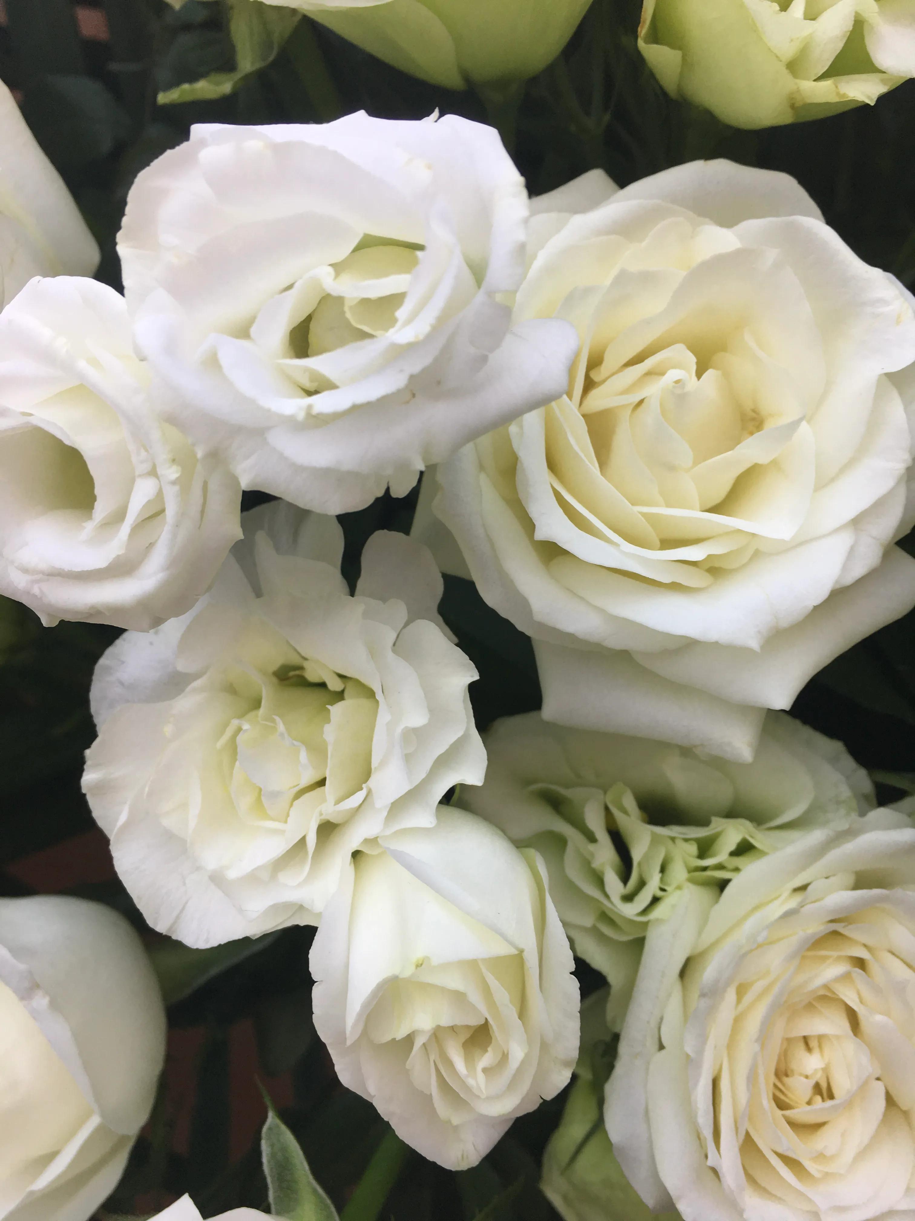 白玫瑰花语——纯洁,浪漫,求爱之花,以及我足以与你相配