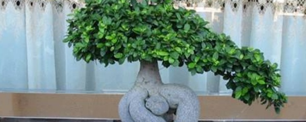 人参榕盆景的换盆方法