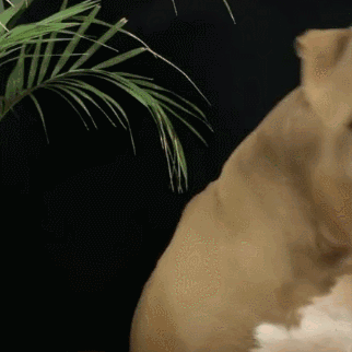 比特犬的黑暗历史，看完就知道它为什么这么猛了