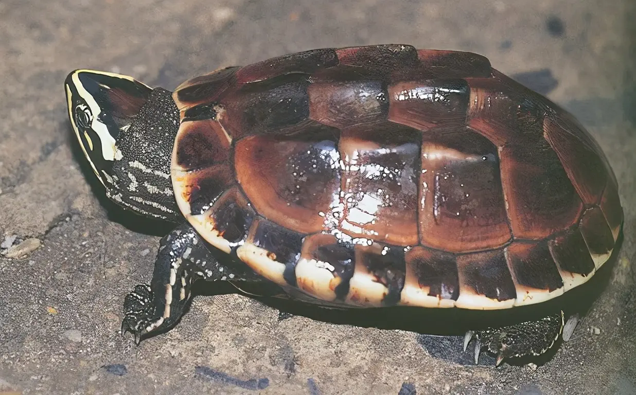 乌龟的种类图片及名称（乌龟的品种图片）