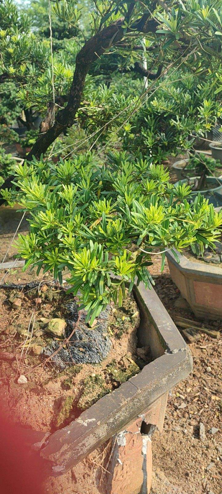 花卉植物有哪些（盘点100种常见花图鉴）