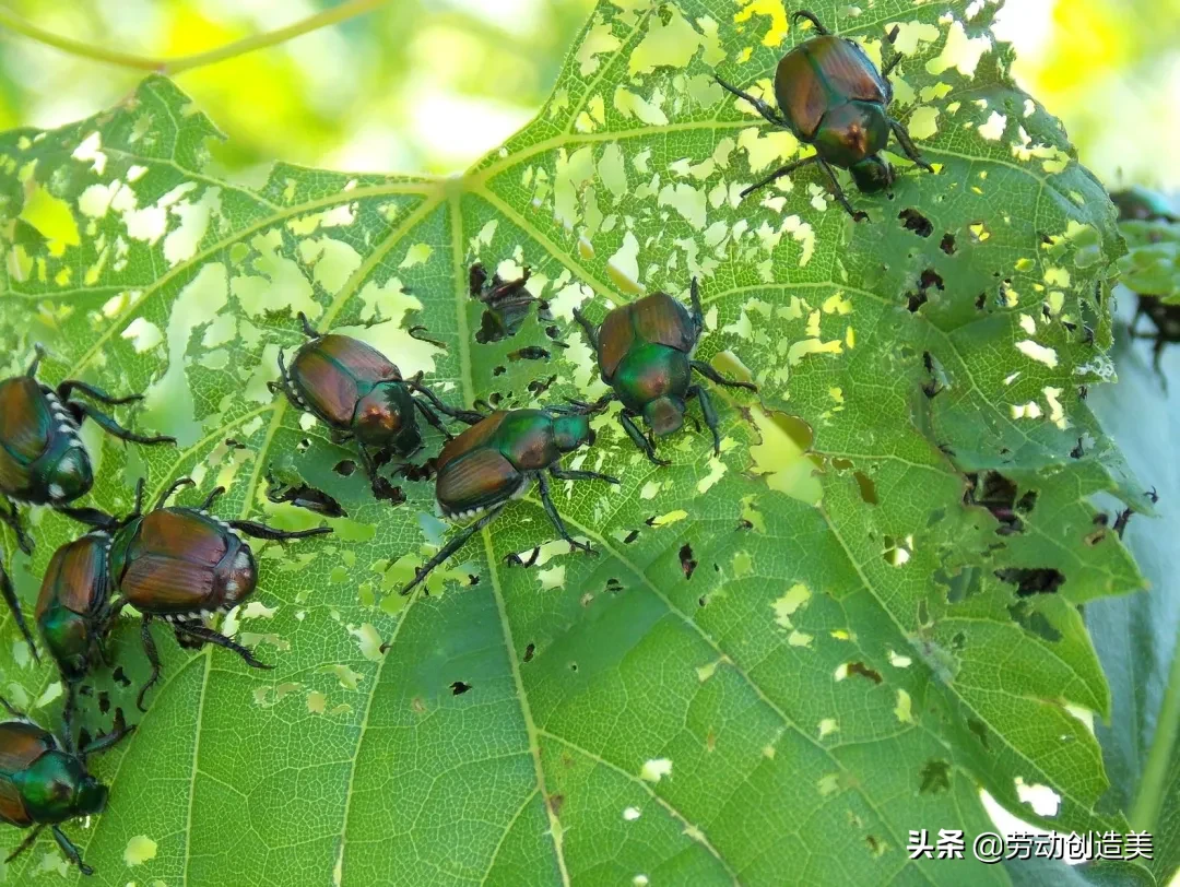 蠵蠖螠蛂虻蚰蜒蛞蝓蜉蝣蟛蜞蝤蛑蛁，你都认识吗？