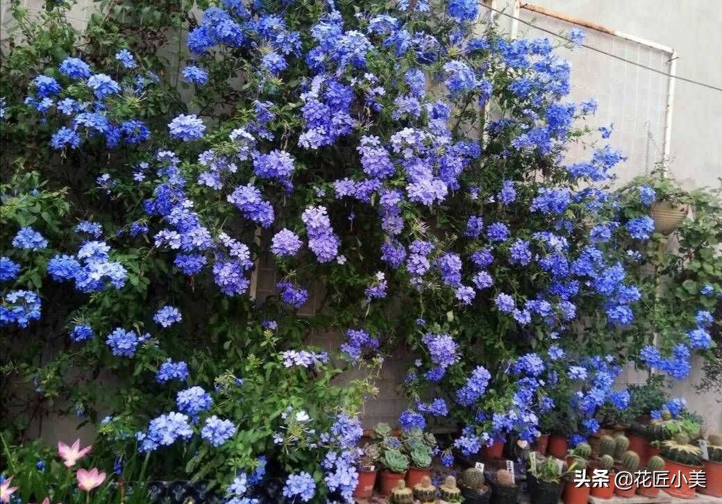 38种爬藤植物,有地有闲的一定要养几种,开花就成了花墙或花瀑布