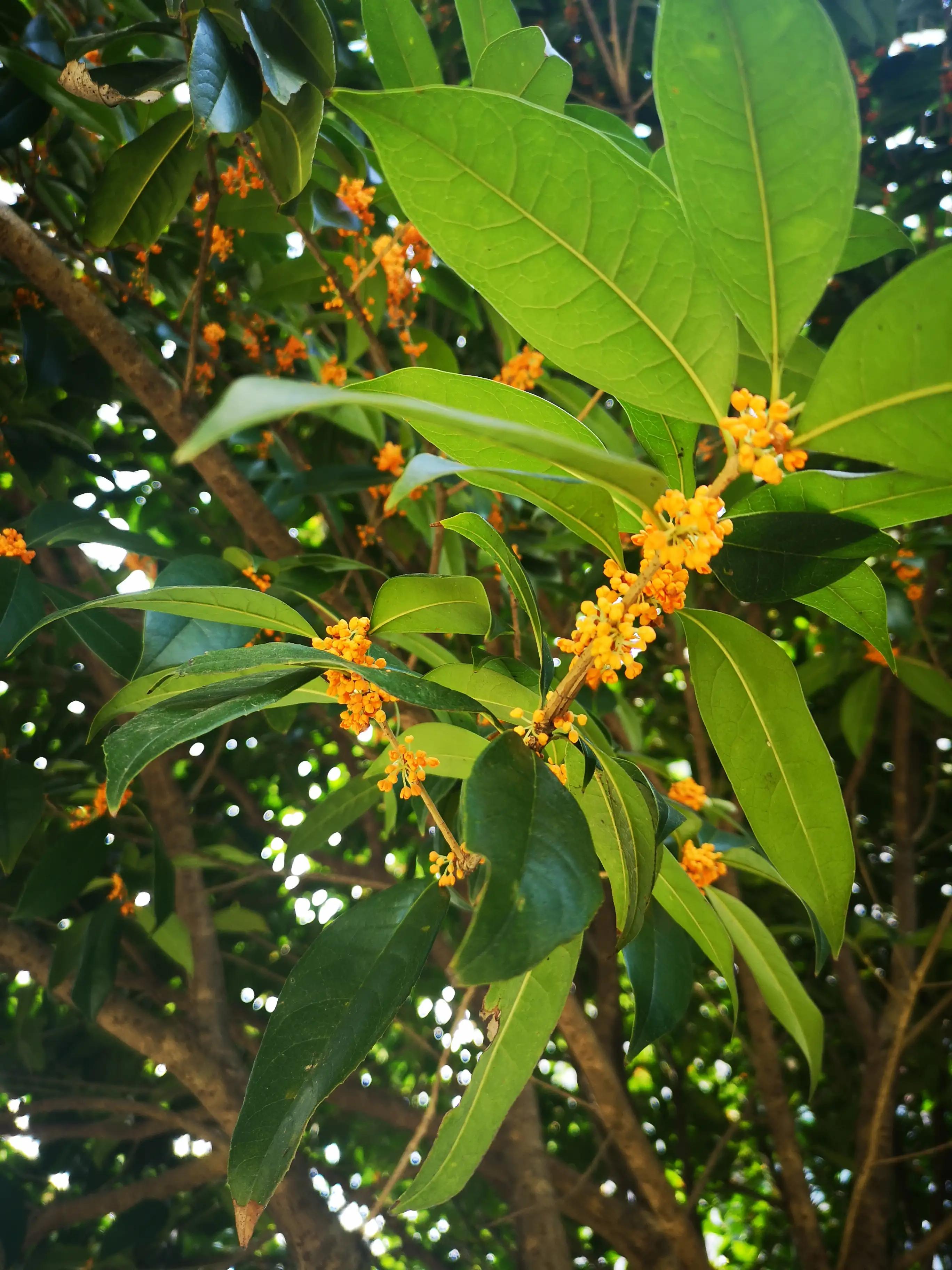 我家门前的桂花树(桂花赋)