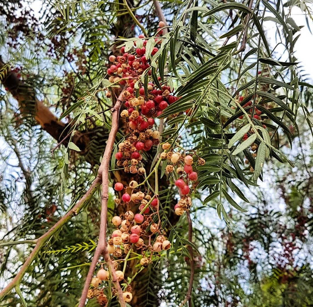 秦岭胡椒木盆景,既是花卉也是药材,把握四点制作技巧,价值翻番