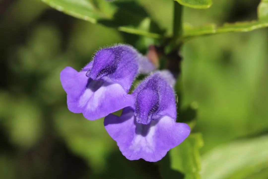 黃芩圖片,黃芩圖片大全高清圖片