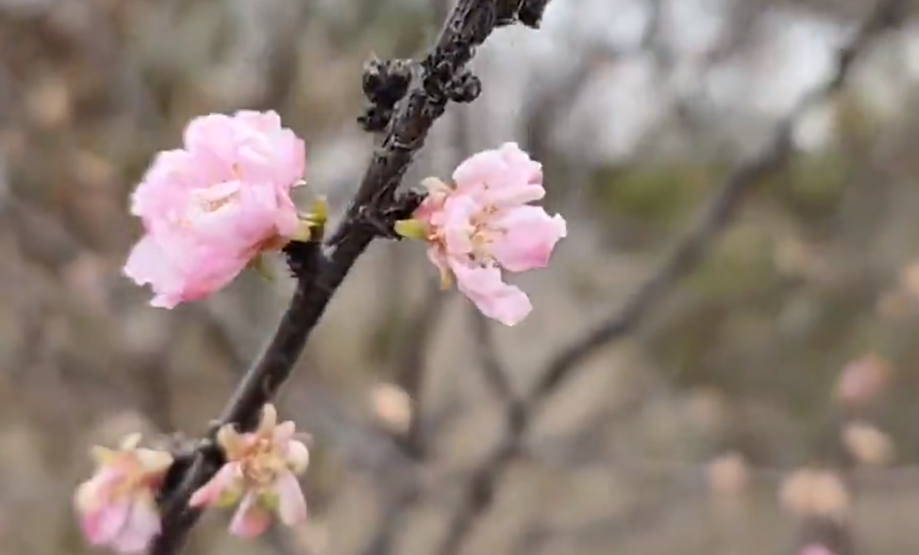 桃花是什么季節(jié)開的,桃花是什么季節(jié)開的花