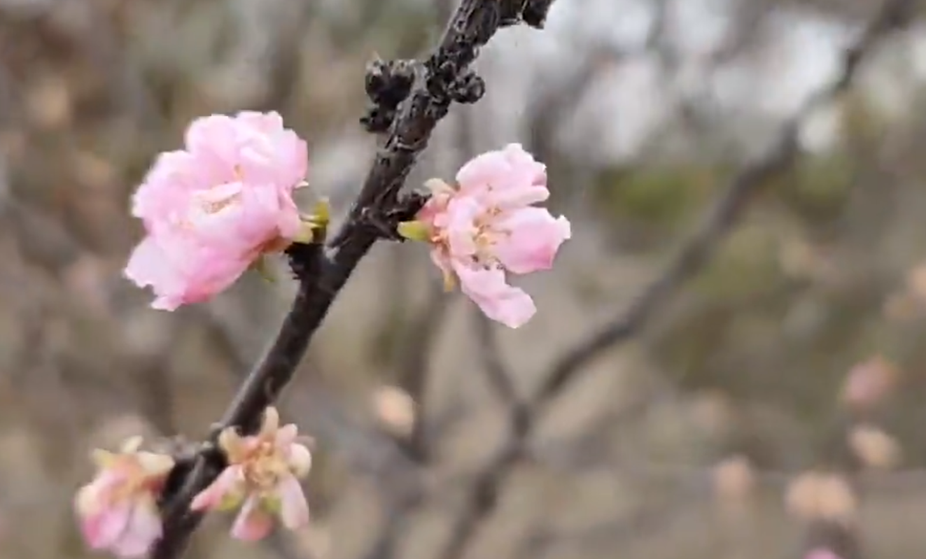 桃花是什么季节开的,桃花是什么季节开的花