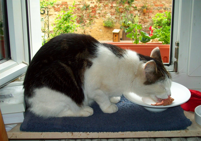 养猫又出幺蛾子，猫咪补锰可别喂动物毛发，注意爱猫肠梗阻