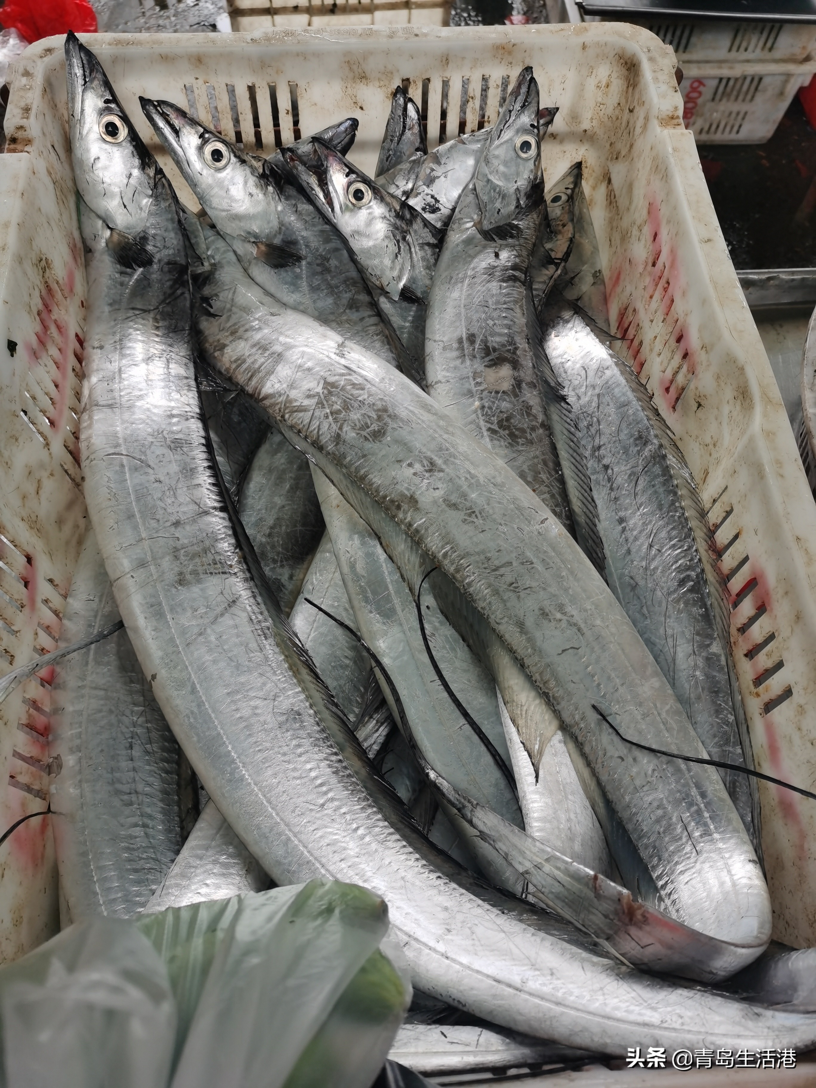 秋刀鱼多少钱一斤青岛本地刀鱼
