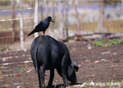 老鸹并不那么讨厌