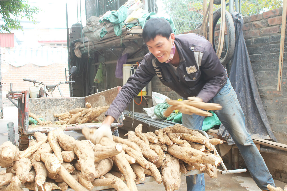 一株重达上百斤，曾是荒年“充饥粮”，如今80元1斤却陷种植陷阱