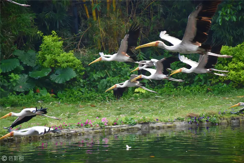 长隆欢乐世界旅游攻略景点必去（三天三夜欢乐长隆之旅）