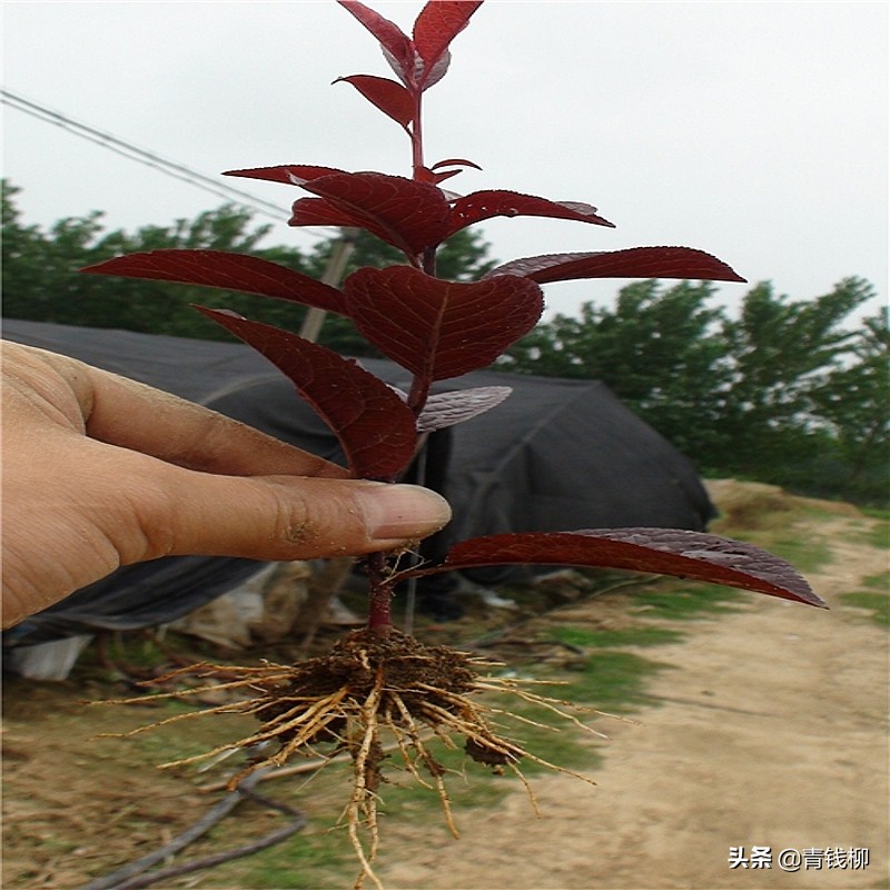 紫叶稠李百科（北方紫叶稠李绿化苗嫁接繁殖技术）