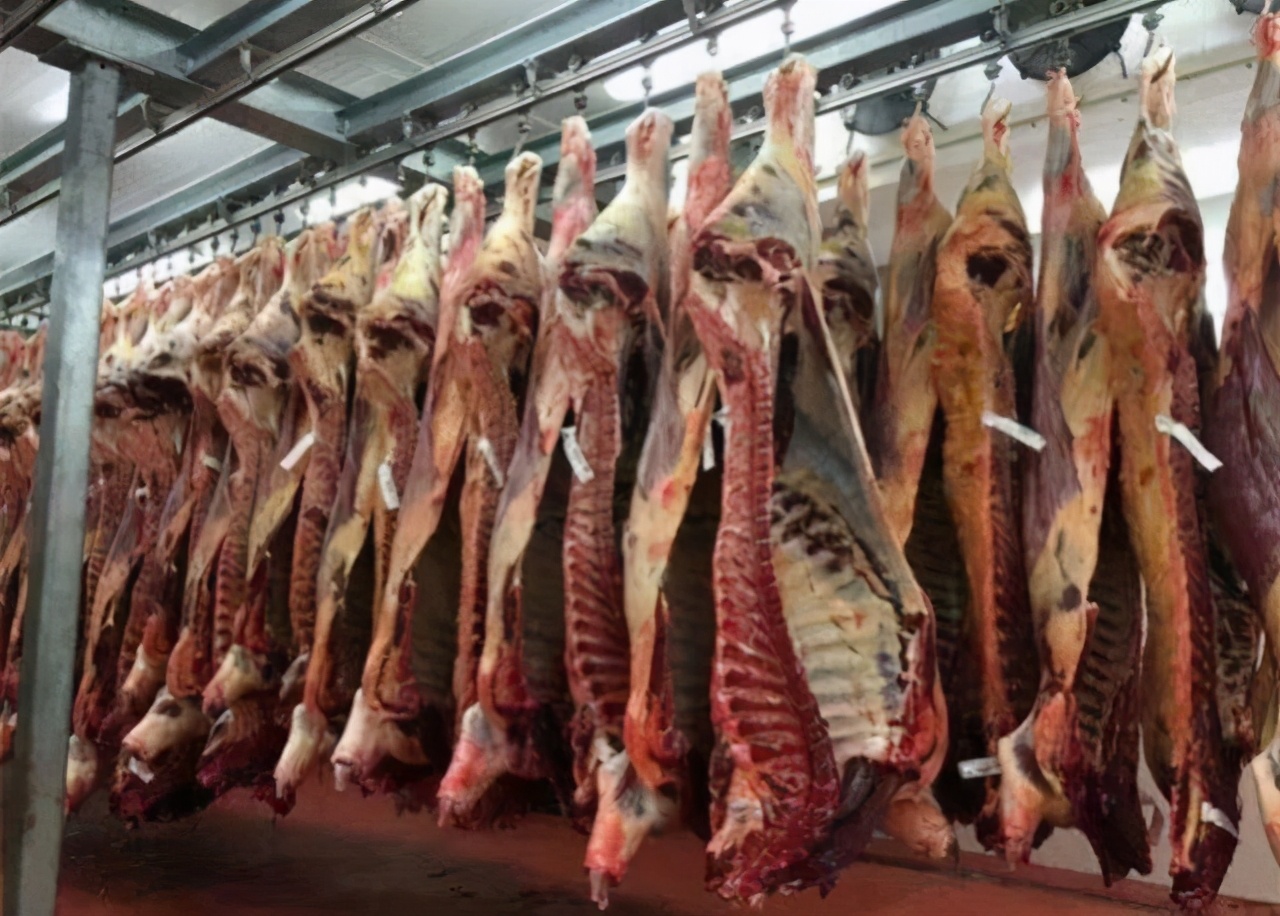 美国机械流程化杀牛方式