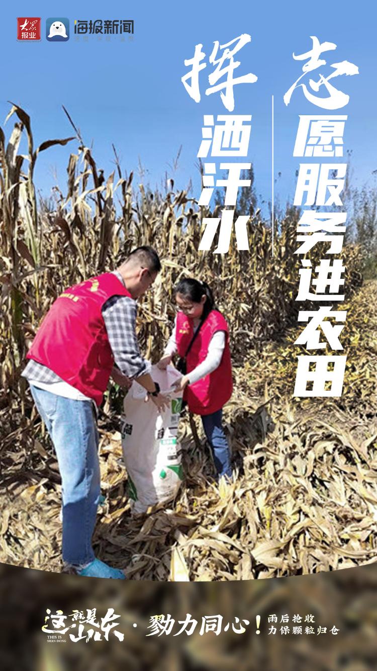 这就是山东丨勠力同心！雨后抢收力保颗粒归仓