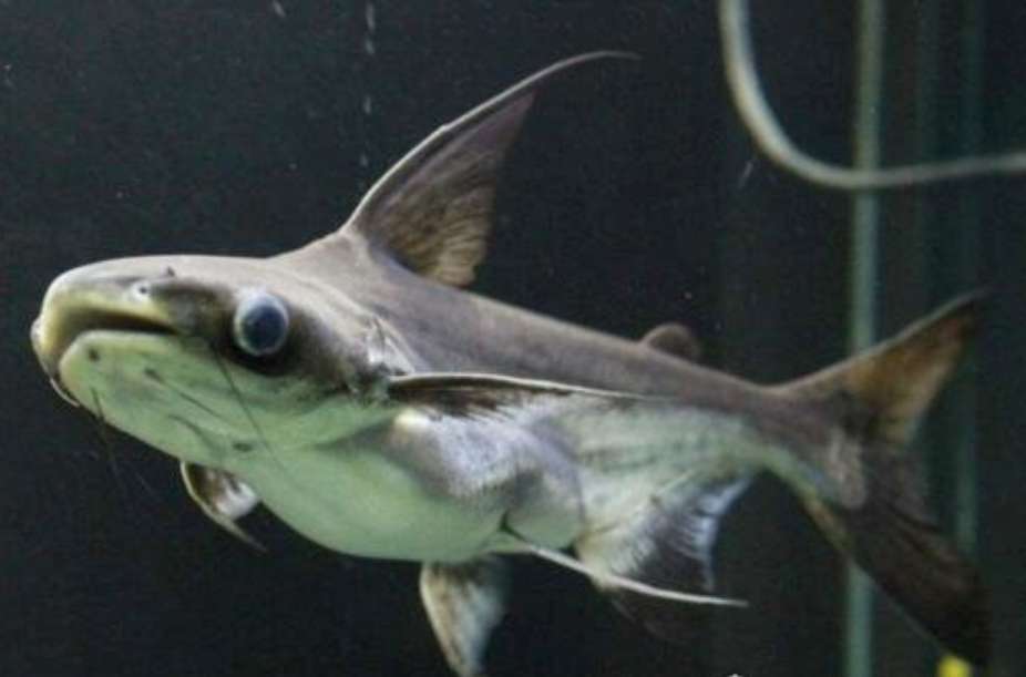明知道这种观赏鱼，可以长到一米以上，为什么很多鱼友都有饲养？