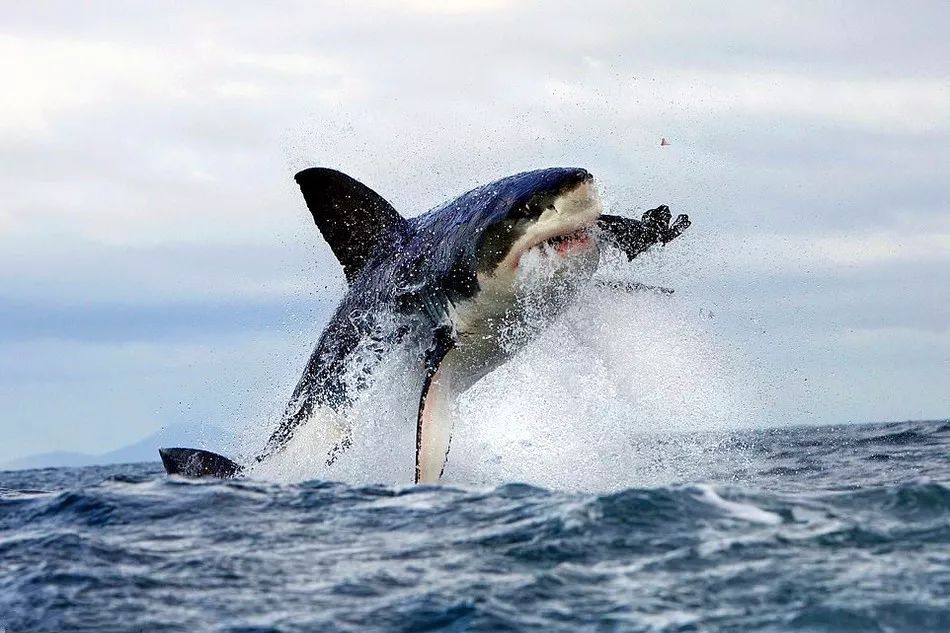 海洋里的“顶级杀手”，虎鲸是如何杀死大白鲨的？