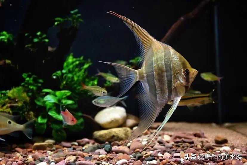 神仙鱼繁殖埃及神仙鱼繁殖